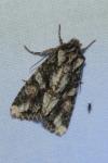 Dryobotodes eremita