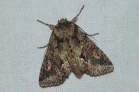 Allophyes oxyacanthae