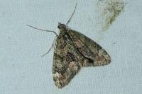Chloroclysta siterata