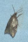 Acleris rhombana