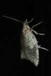 Acleris rhombana
