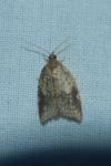 Acleris rhombana