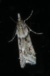 Eudonia angustea