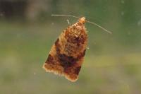 Epagoge grotiana