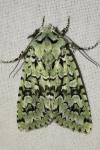 Griposia aprilina