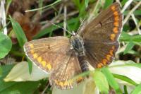 Aricia agestis
