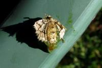 Phigaliohybernia marginaria
