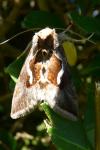 Macdunnoughia confusa