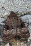 Amphipyra pyramidea