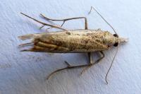 Agriphila geniculea