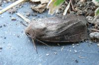 Xestia xanthographa