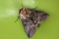 Abrostola asclepiadis