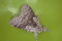 Calliteara pudibunda
