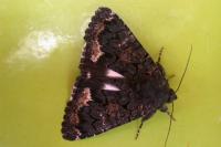 Catephia alchymista