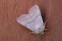 Charanyca trigrammica