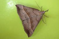 Hypena proboscidalis