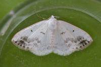 Lomographa temerata