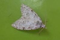 Nola confusalis