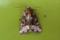Oligia