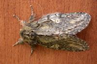 Peridea anceps