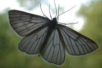 Siona lineata