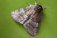 Tethea ocularis