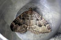 Triphosa dubitata