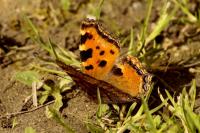 Aglais urticae
