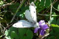 Anthocharis cardamines