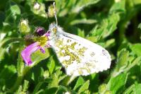 Anthocharis cardamines