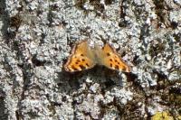 Nymphalis polychloros