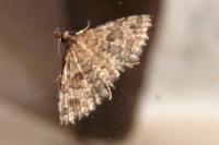 Alucita hexadactyla