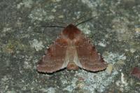 Cerastis rubricosa