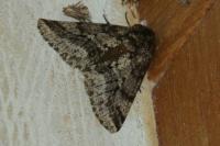 Lycia hirtaria