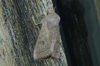 Orthosia gracilis