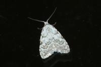 Nola confusalis