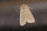 Orthosia cerasi
