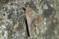 Orthosia cerasi