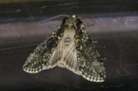 Polyploca ridens