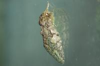 Peridea anceps