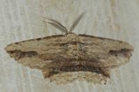 Menophra abruptaria