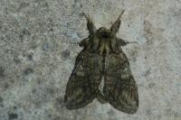 Peridea anceps