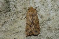 Conistra rubiginea