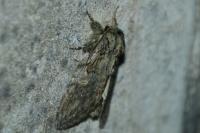 Peridea anceps