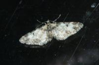 Eupithecia irriguata