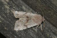 Orthosia incerta