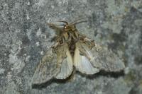 Peridea anceps