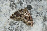 Lampropteryx suffumata