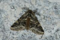 Lycia hirtaria