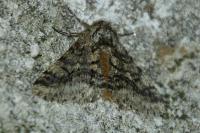 Lycia hirtaria